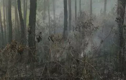 Turistas causan incendio en la reserva forestal de La Yeguada en Calobre