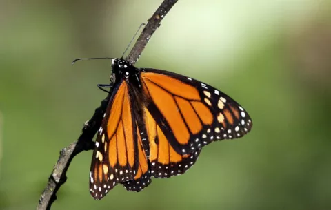 Fuerte recuperación de mariposas monarca en México