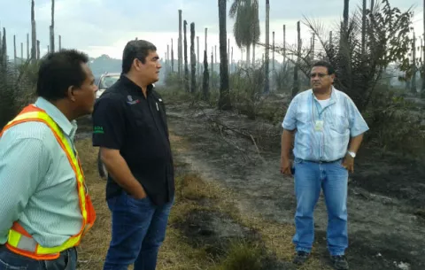 Palmicultores atraviesan crisis económica y piden ayuda al gobierno