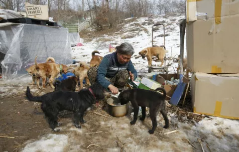 Mujer surcoreana rescata 200 perros de calles y restaurantes 