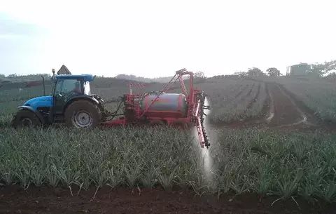 Productores de piña piden cumplimiento de Ley 25