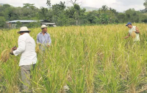 Arroceros pierden más de medio millón de dólares por falta de agua en Coclé