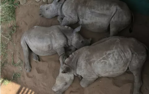 Rinocerontes prosperan en refugio sudafricano