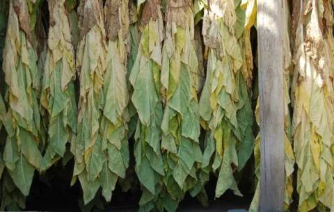 Crean en Japón un proceso de producción de vacunas más veloz con hojas de tabaco