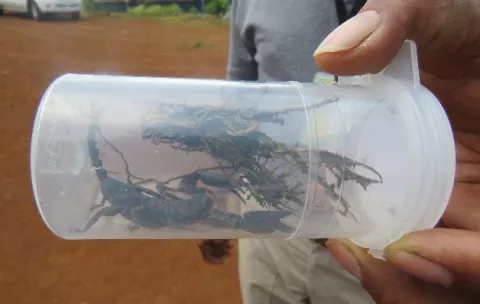 Menor muere  por picada de alacrán en Coclé 