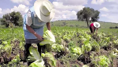  Imperativo: salvar el agro, crear hub alimentario y aumentar exportación