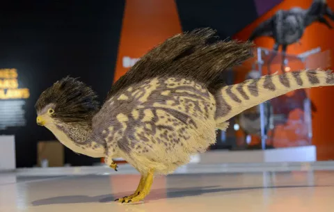 Los dinosaurios nunca se extinguieron, viven entre nosotros