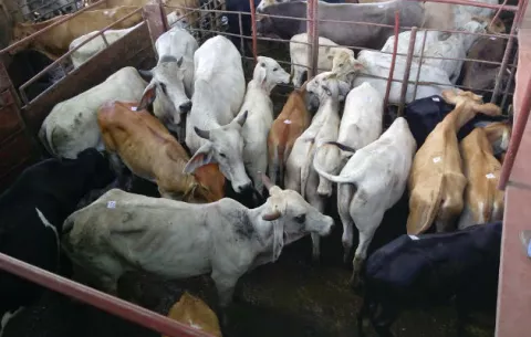 Baja producción de leche en Chiriquí debido a la sequía