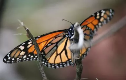 Las mariposas monarca resisten las inusuales nevadas en México