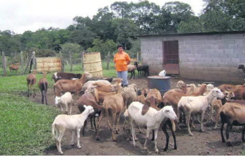 Productores de cabra piden aprobación de Ley Artesanal