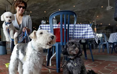 ¡Sentado! Perros de NY podrán comer en restaurantes