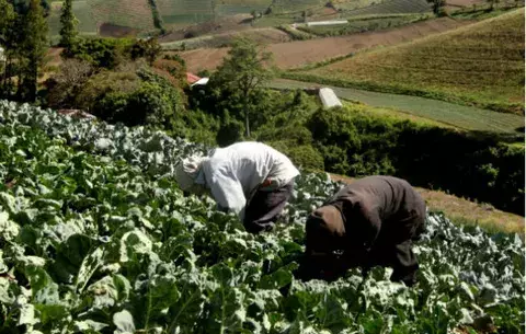 Productores presentarán demanda inconstitucional contra Ley de Aupsa
