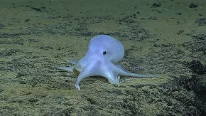 Científicos hallan posible nueva especie de pulpo en Hawaii