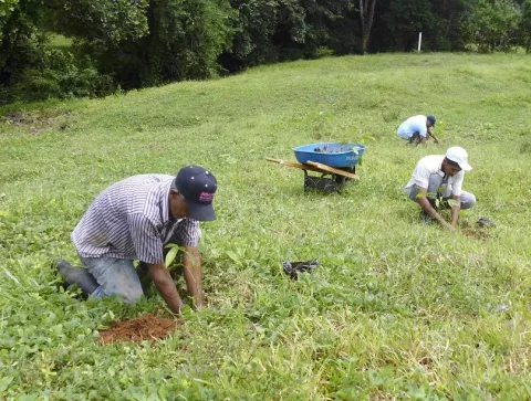 Productores herreranos sufren pérdidas de cultivos por sequía 