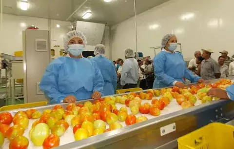 Productores santeños iniciaran la primera entrega de tomate industrial