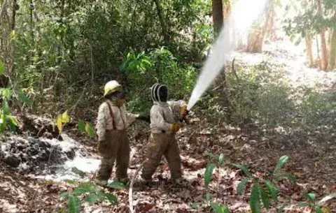 Abejas provocan pánico en el distrito de Calobre