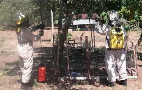Controlan enjambre de abejas africanizadas en escuela de La Mata