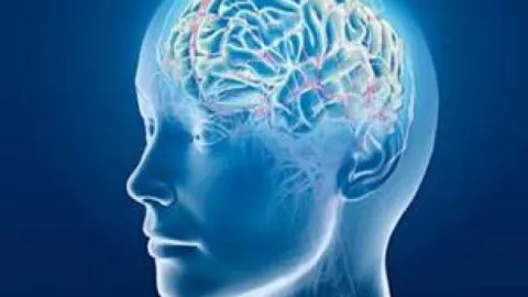 Descubren el mecanismo que utiliza el cerebro para eliminar neuronas muertas