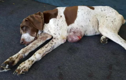 Perro perdido por 10 años es hallado en Alabama 