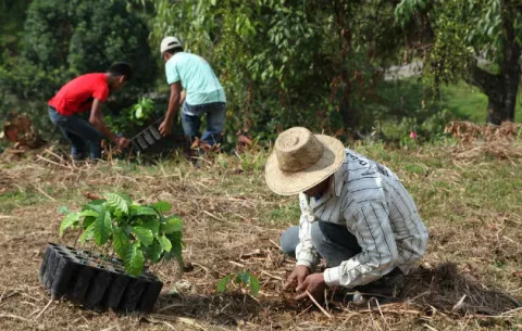Más de  10,475 hectáreas de terreno serán reforestadas en Colón y Coclé 