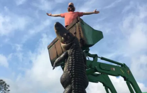 Cazan a cocodrilo de casi cinco metros en Florida