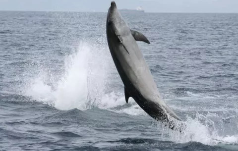 Un fósil da pistas sobre el origen del oído y la comunicación de los delfines