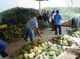 Panamá mantiene una deficiente exportación de productos