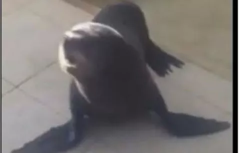 Foca aparece dentro de una residencia en Punta Burica