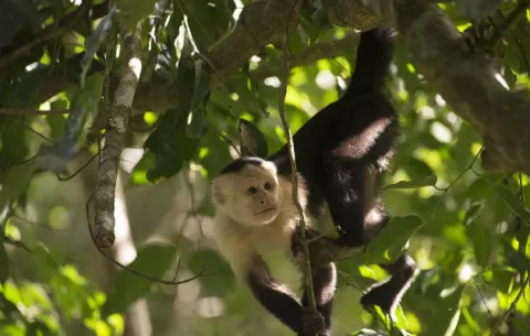 Hallan fósiles del primer mono de América del Norte en excavación del Canal de Panamá