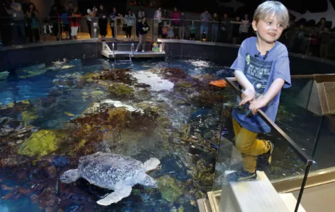 Un niño de Massachusetts renuncia a regalos por las tortugas 