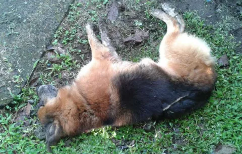 Comunidad alarmada por perros envenenados