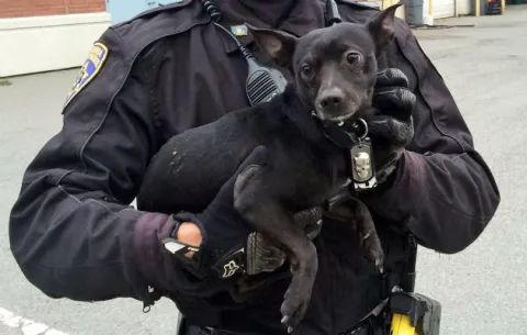Detienen a perro chihuahueño sobre puente en San Francisco