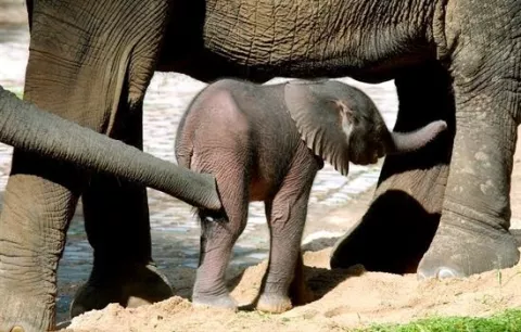 Primer elefante nacido en Colombia vivirá en hacienda que fue de Pablo Escobar