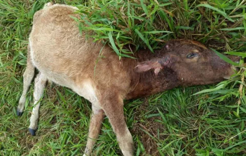 Extraña muerte de reses suman 60 en Chiriquí 
