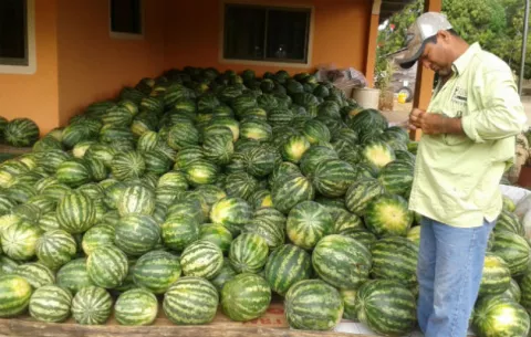 Sandías de Las Colomas tienen calidad de exportación