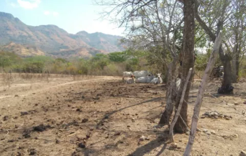 Preocupación por pérdidas en sector ganadero y producción de melón en Olá
