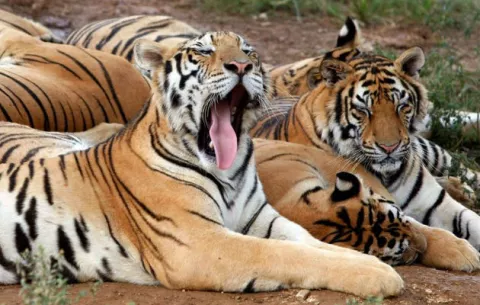 La población mundial de tigres en aumento por primera vez en un siglo