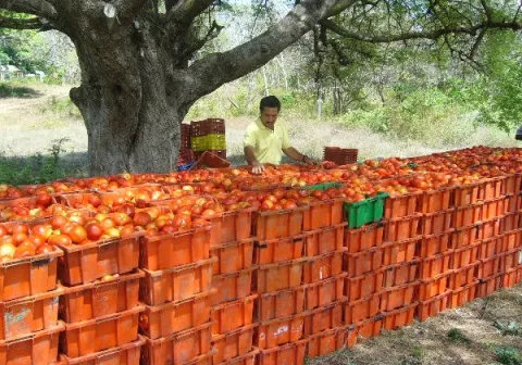 Lack of incentives and drought affect local agroindustry