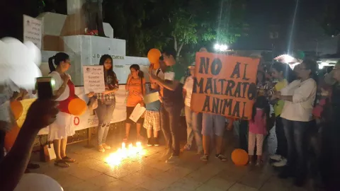 Realizan vigilia para pedir sanciones a los que maltraten animales 