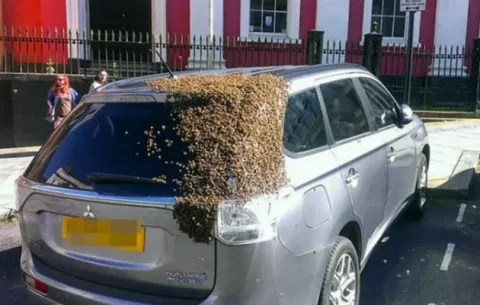 Unas 20 mil abejas persiguen un auto durante dos días