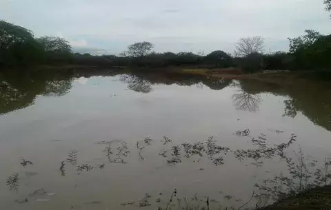 Lluvias benefician al sector ganadero en Los Santos