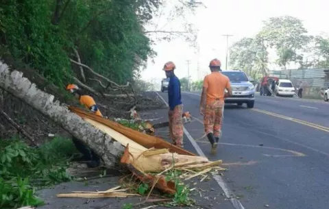 Gigantesco árbol afectó paso vehicular en vía Transístmica por tres horas