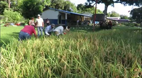 Productores están pagando préstamos al BDA