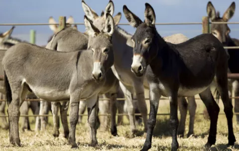 Preparan últimos burros silvestres de Hawái para adopción 