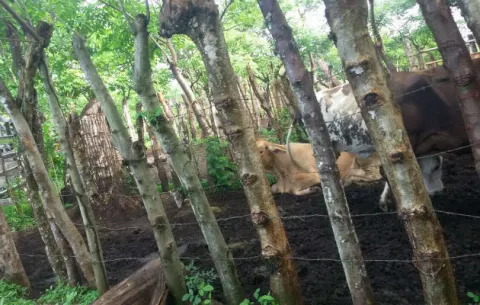 Capturan a dos cuatreros que habían hurtado reses de una finca en David