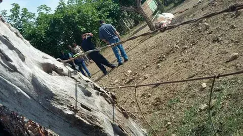 Encuentran toro de raza descuartizado en Perales de Guararé