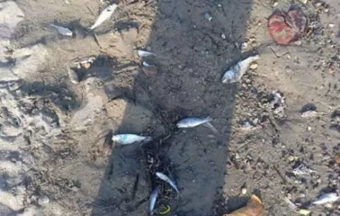 Mortandad de peces en la Costa Arriba de Colón