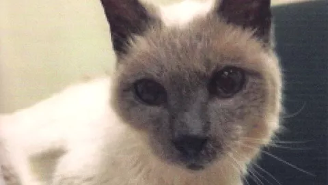 Un siamés de 30 años, el gato vivo más viejo del mundo