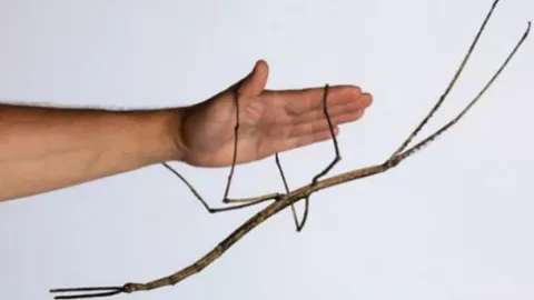 Descubren en China el insecto más largo del mundo