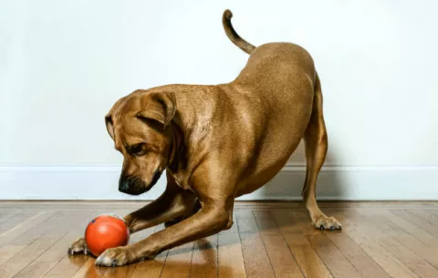 Pelota le permite jugar con su mascota a distancia